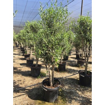 Olea forma natural 25/35 lt